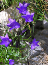 Montenegro - Crna Gora - Durmitor national park: wild flowers III - photo by J.Kaman