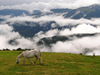 Montenegro - Crna Gora - Komovi mountains: horse from Katun tavna and fog in the valley - photo by J.Kaman