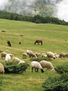 Montenegro - Crna Gora - Komovi mountains: Katun tavna - flock of sheep - photo by J.Kaman