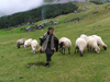 Montenegro - Crna Gora - Durmitor national park: mountain shepherd and her sheep - photo by J.Kaman