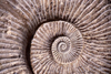 Morocco / Maroc - Fez / Fes: fossil - Ammonite - cephalopod family - photo by F.Rigaud