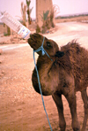 Morocco / Maroc - Erfoud (Mekns-Tafilalet region): camel drinking from a bottle - photo by F.Rigaud