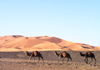 Morocco / Maroc - Erg Chebbi: camels in the Sahara - photo by J.Kaman