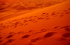 Morocco / Maroc - Erg Chebbi: dunes of the Sahara desert - camel footprints - photo by J.Kaman