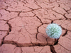 Morocco / Maroc - Gorge du Dades / Dades gorge: impossible flower - dry and cracked ground - dry mud - photo by J.Kaman