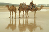 Morocco / Maroc - Mogador / Essaouira: Jimi's camels on the beach - photo by J.Banks