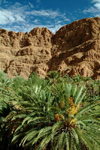 Morocco / Maroc - outside Tinerhir: oasis - Wadi Todra / Oued Todra - palms - photo by J.Banks