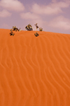 Small Sahara, Morocco: sand dunes - photo by Sandia