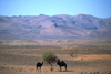 Morocco / Maroc - Ait Benhaddou: camels having a snack - photo by F.Rigaud
