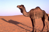 Morocco / Maroc - Merzouga: a camel and its shadow - photo by F.Rigaud