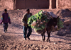 Morocco / Maroc - Tamegroute (Souss Massa-Draa / Zagora): donkey bringing the turnips to the market - photo by F.Rigaud