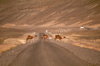 Morocco / Maroc - Imilchil: camels cross the road - photo by F.Rigaud