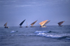 Mozambique / Moambique - Inhambane: dhows on the horizon - Indian Ocean / dows no horizonte - photo by F.Rigaud