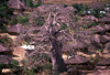 Mozambique / Moambique - Pemba: towering baobab tree and surrounding village / embondeiro e aldeia - photo by F.Rigaud