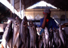 Mozambique / Moambique - Maputo / Loureno Marques: fish for sale at the Municipal market / Mercado municipal - peixe - carapaus - photo by F.Rigaud