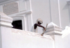 Ilha de Moambique / Mozambique island: whitewashing the church of Nossa Senhora da Saude - mulher caiando a igreja de N.S. da Saude - Unesco world heritage site - Patrimnio da Humanidade - photo by F.Rigaud