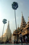 Myanmar / Burma - Yangon / Rangoon: Shwedagon pagoda - palmtrees by the temple - Buddhism - religion - Asia (photo by J.Kaman)