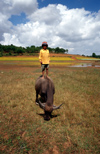Myanmar - Pyin U Lwin: child stands on a water buffalo - Bubalus bubalis - photo by W.Allgwer - Der Wasserbffel gehrt zu den Rindern (Bovinae) und ist die mit Abstand am weitesten verbreitete und bekannteste Art der Asiatischen Bffel (Bubalus). Er ist