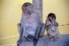 Myanmar / Burma - Mount Popa - Mandalay Division: monkeys (photo by J.Kaman)