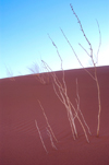Namib Desert - Sossusvlei, Hardap region, Namibia, Africa: dead weeds on sand dune - photo by B.Cain