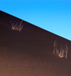 Namib Desert - Sossusvlei, Hardap region, Namibia, Africa: dead white weedson rippled sand dune - photo by B.Cain
