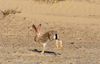 Namibia: Desert Hare, Skeleton Coast - photo by B.Cain
