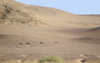 Namibia: Five ostriches on desert at Skeleton Coast - photo by B.Cain