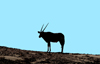 Namibia: Oryx in Silhouette, Skeleton Coast, Kunene region - photo by B.Cain