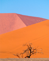 Namib Desert - near Sossusvlei, Hardap region, Namibia, Africa: Pink & orangesand dunes with tree - photo by B.Cain