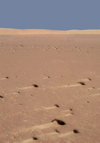 Namibia: Scrub vegetation on desert floor, Skeleton Coast - photo by B.Cain