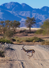Namibia: Springbok galloping across road - Antidorcas marsupialis, mountains in back, near Sossusvlei, Hardap region - photo by B.Cain