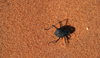 Namib Desert - Sossusvlei, Hardap region, Namibia: sand beetle - Namib-Naukluft National Park - photo by Sandia