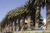 Swakopmund, Erongo region, Namibia: line of palm trees in the town centre - place for relaxation, near the souvenir market - photo by Sandia