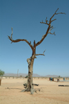 Namibia - Solitaire, Hardap region: a lone tree - photo by J.Banks