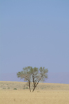Namibia: solitary tree on the plain - photo by J.Banks