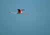 Africa - Namibia - Walvis Bay: flamingo in flight - photo by J.Banks