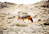 Namibia - Swakopmund, Erongo region: jackal - photo by J.Stroh