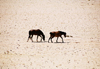 Namibia - Swakopmund, Erongo region: wild horses - photo by J.Stroh