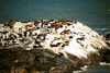 Namibia - Lderitz - Dias Cross: seals bask in the sun - photo by J.Stroh