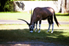 Africa - Namibia - Oranjemund: Oryx - Gemsbock - Oryx gazella - photo by J.Stroh