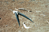 Namibia - Oranjemund, Karas region: bones and horns - photo by J.Stroh