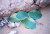 Namibia - Rosh Pinah: plant - photo by J.Stroh