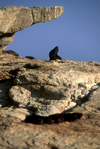 Namibia - Luderitz - Dias Point: seal posing under a rock - photo by G.Friedman