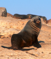 Namibia - Luderitz - Dias Point / Diaz Cross: Cape Fur seal close-up - Arctocephalus pusillus pusillus - photo by G.Friedman