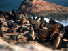 Namibia - Luderitz - Dias Point: seal colony - photo by G.Friedman