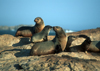 Namibia - Luderitz - Dias Point: seal group - photo by G.Friedman