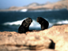 Namibia - Luderitz - Dias Point / Dias Cross: baby seals - photo by G.Friedman
