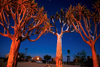 Namibia - Keetmanshoop, Karas Region: Quiver trees at night - aloe dichotoma - Quiver Tree Forest - photo by G.Friedman