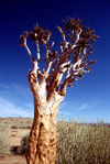 Namibia - Keetmanshoop, Karas Region: Quiver trees - Kokerboom - Aloe dichotoma - photo by G.Friedman