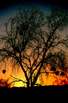 Namibia - Sunset -weaverbird nests - photo by G.Friedman